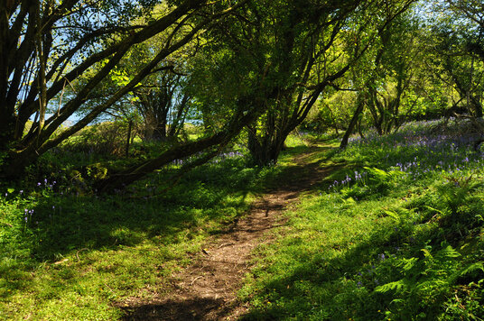 Bluebells near the Holy Well