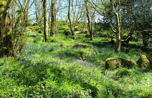 Bluebells near St Loy's Cove