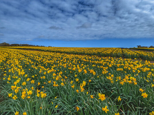 Daffodils at St Buryan