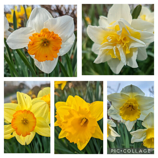Daffodils at St Buryan