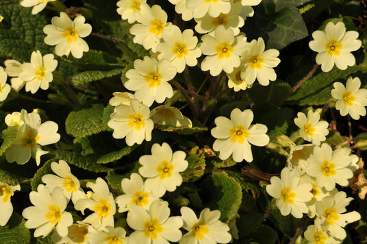 Primroses on the track to St Buryan