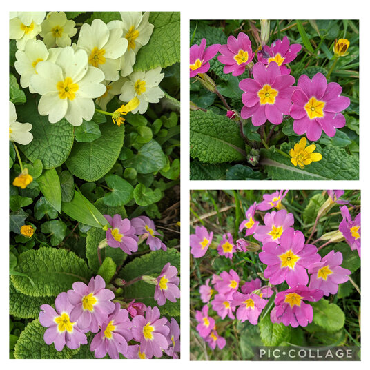 Primula at St Buryan