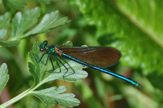 Damselfly near the Holy Well
