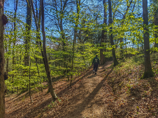 Woods near St Dominic
