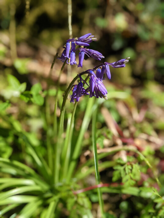 Bluebell in Bohetherick Wood