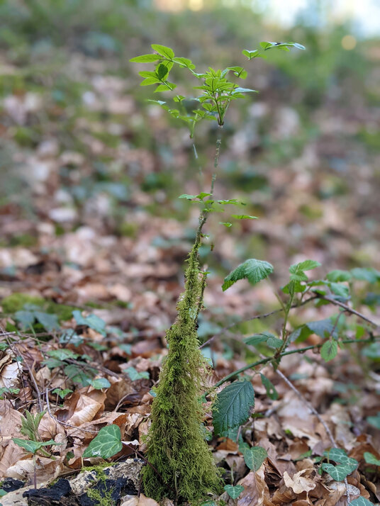 Bonsai sapling on the woodland floor