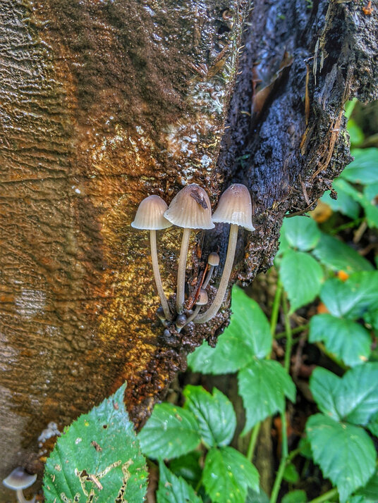 Fungi in the woods near St Dominic