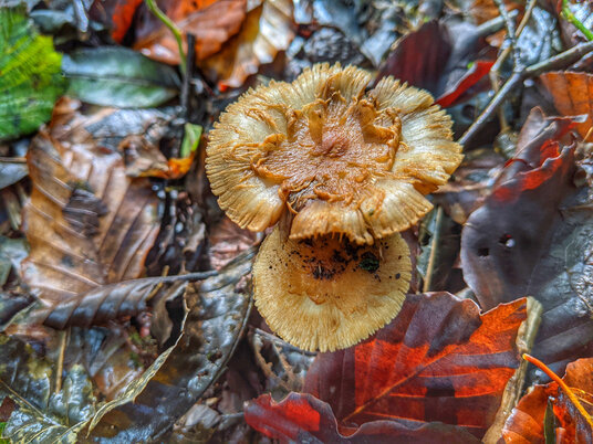 Fungi in the woods near St Dominic