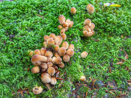 Fungi in the woods near St Dominic