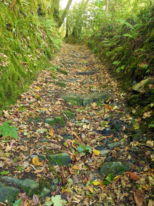 Sunken track beside the woods