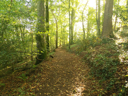 Path through the woods