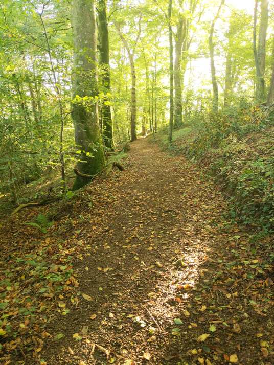 Path through the woods in Autumn