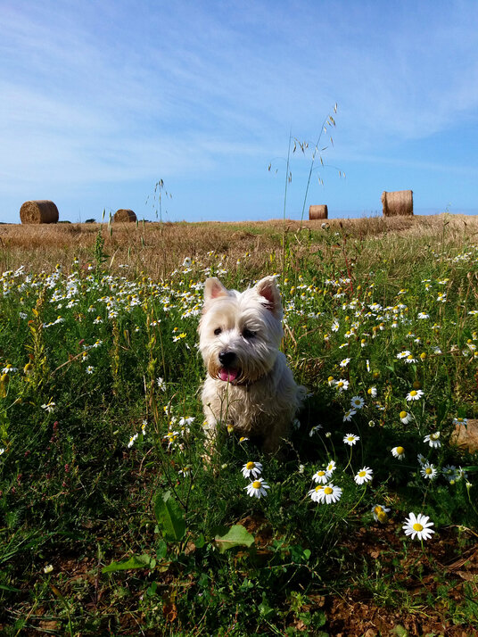 Field near St Endellion