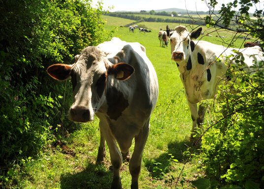 Cows beside the lane to Porthcollum