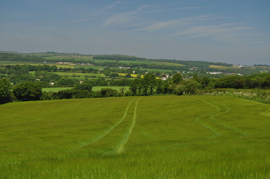 Fields of Barley