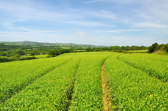 Fields at St Erth