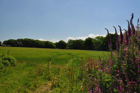 Foxgloves beside the track