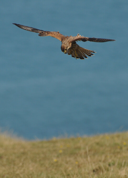 Kestrel on Scrade Cliff
