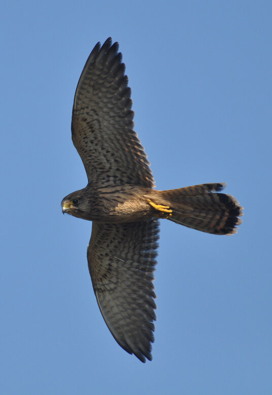 Kestrel on Scrade Cliff