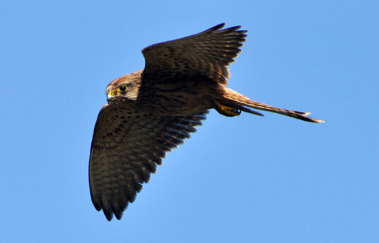 Kestrel on Scrade Cliff