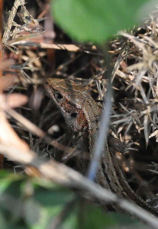 Lizard near St Gennys Church