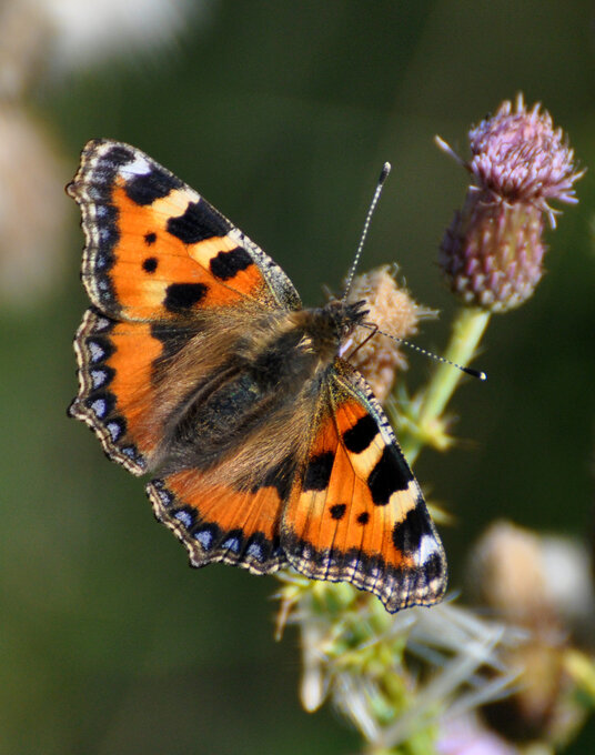 Butterfly near St Gennys church