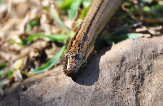 Slow Worm on the coast path
