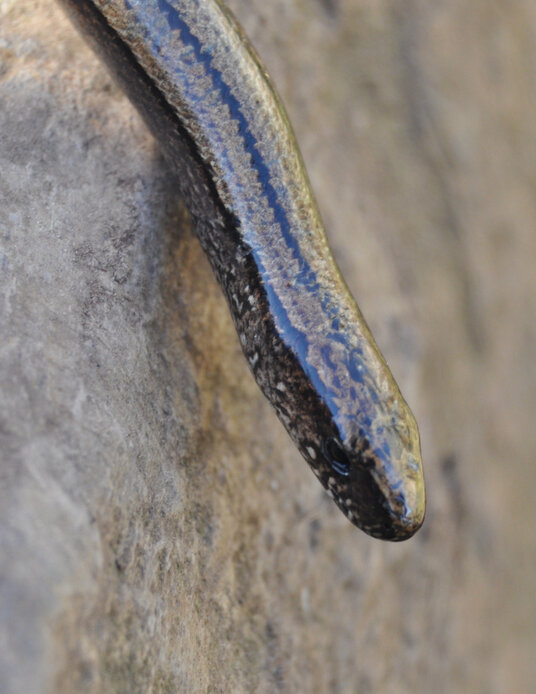 Slow worm on the coast path