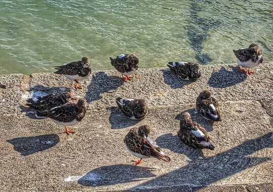 Turnstones