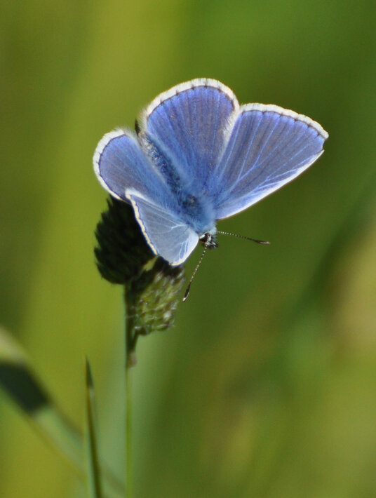 Common Blue butterfly beside the footpath