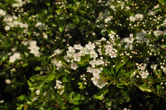 May Blossom in the fields on Messack Point