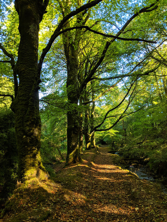Valley near Trenoweth
