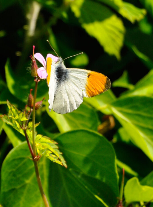 Butterfly on the track
