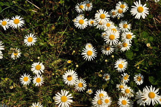 Wildflowers along the footpath from St Kew