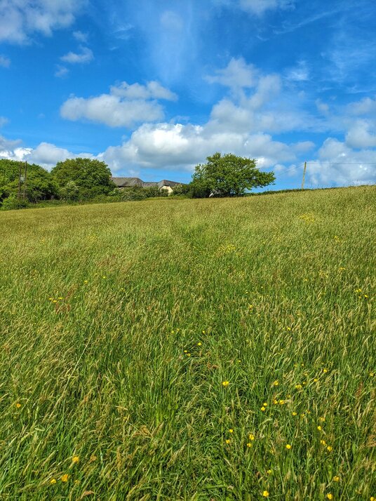 Field near St Kew Church