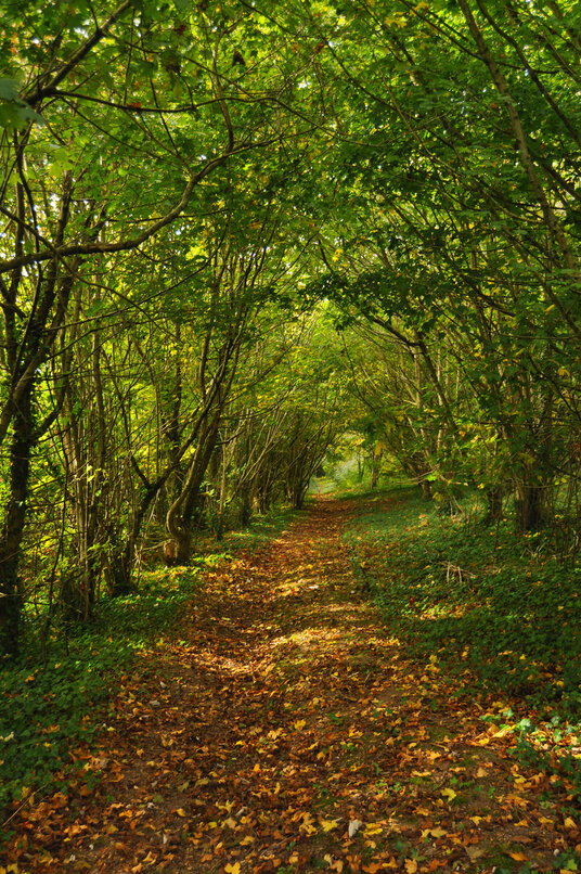 Woodland Path at St Kew