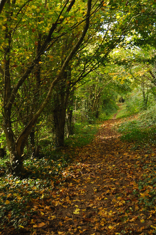 Woodland Path at St Kew