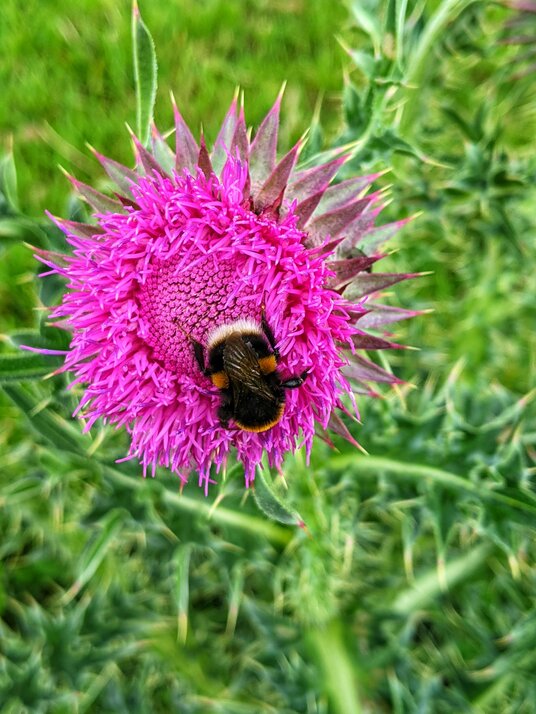 Thistle flower at St Kew