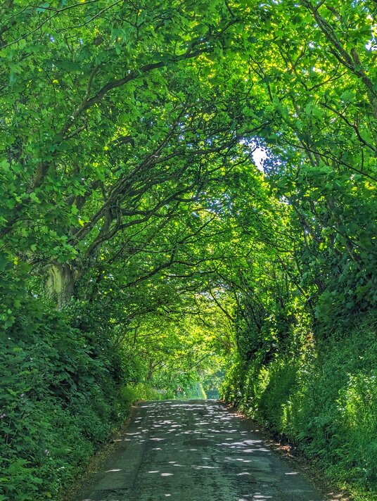 Tree tunnel near St Kew