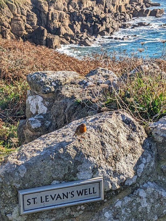 Robin on St Levan's Well