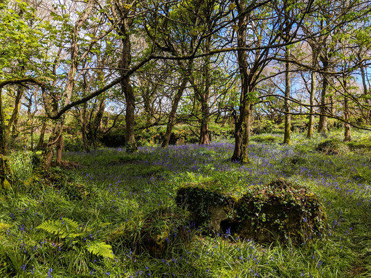 Bluebells in the St Loy valley