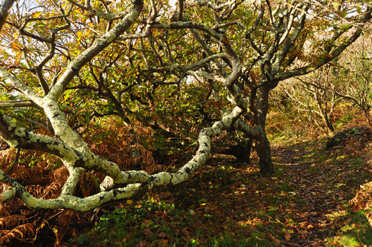 Trees at St Loy's Cove