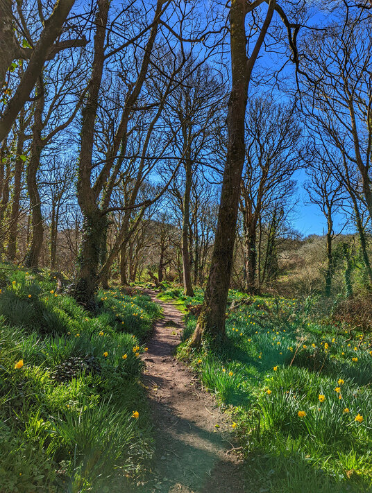Woods near St Loy's Cove