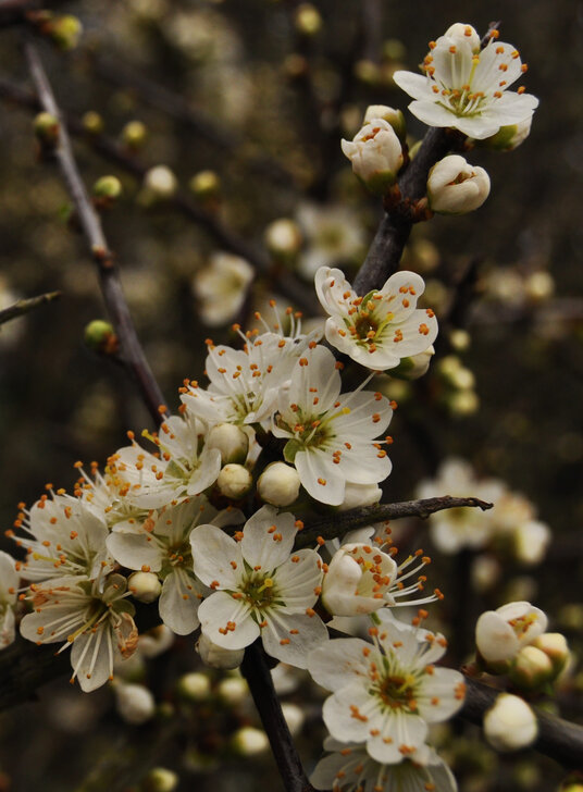 Blackthorn flowers at St Mawes