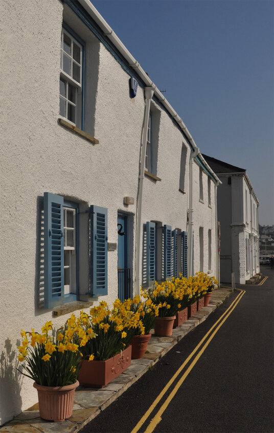 Daffodils in St Mawes