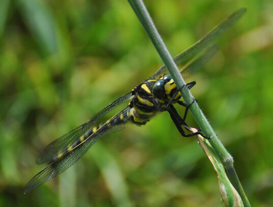 Dragonfly in the meadow