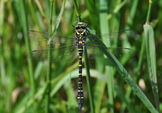 Dragonfly in the meadow