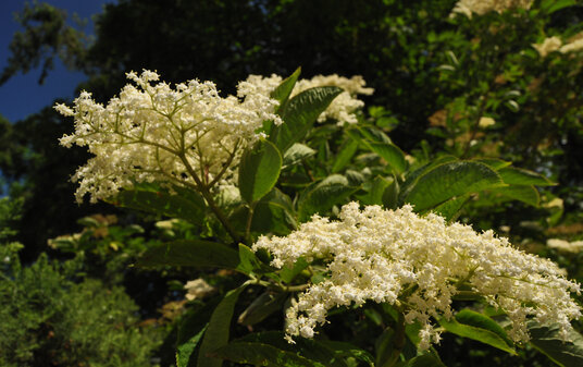 Elderflowers in St Mawgan