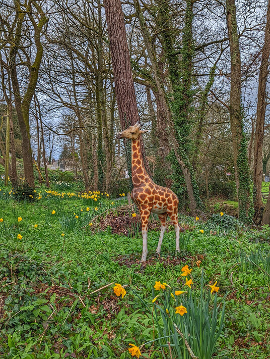 Giraffe at St Mawgan