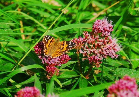 Painted Lady in the meadow